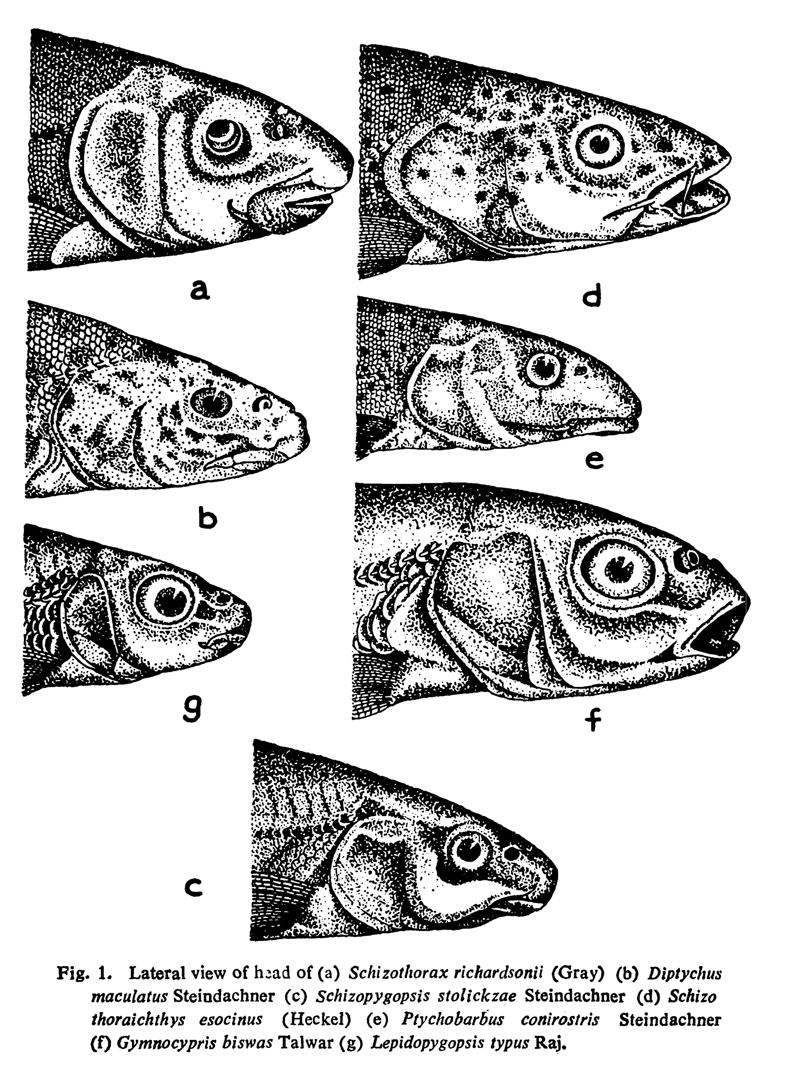 Cyprinidae